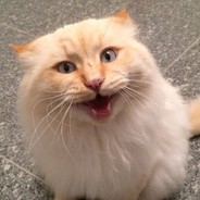 Nemo