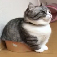 даша ддару