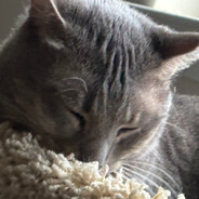 My cat Rem