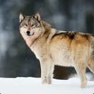 aLeX__WOlf