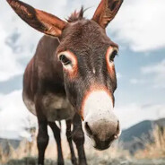donkey_oficjalnie