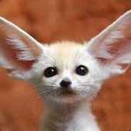Fennec