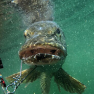 water cow