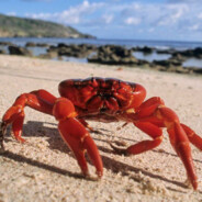 Krab