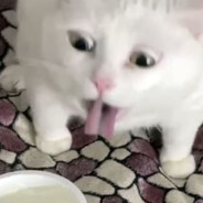 даня сияй