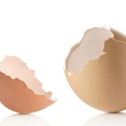 EggeSkall