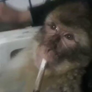 Autism Macaco