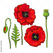 Evian   Poppy