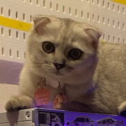 แมวตัวโก่งโม่งกระสุน