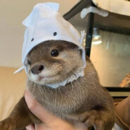 OtterRange