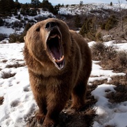 ★★★★Bear★★★★