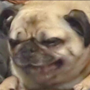 Sneezing Pug