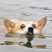 Corgi ✪