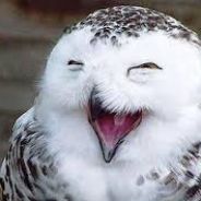 ErieTheOwl V2