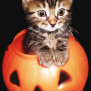 Surprise-Cats