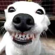 Gibones