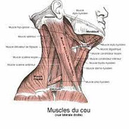 Muscle sterno-cleido-mastoïdien