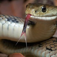 Snake