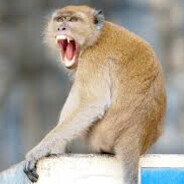 King of BABOONS