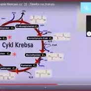 krauzi