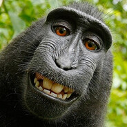o_BABOON_o