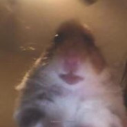 games on yo fone
