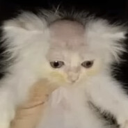 Faty