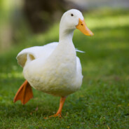 240km/h duck ♥♥♥♥♥♥♥♥♥