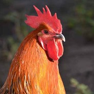 PiccoloGallo