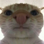 John the cat