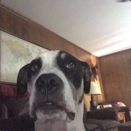 dingus