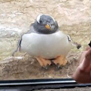 okinamo