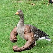 JuicedGoose