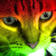 Chris Cat Chill