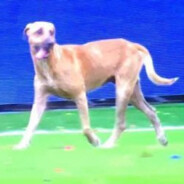 perro en la cancha