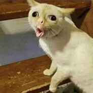 J'veux du whiskas pétasse