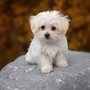 puppy