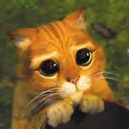 gato