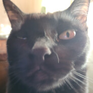 CeramicCat