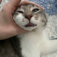bluh