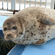 wicked and decietful seal