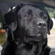 ilovedogs