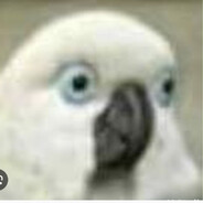 Dictator Parrot