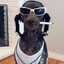 The Dawg