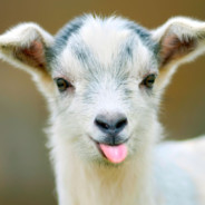 Goat