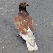 Fuming Shit Pigeon