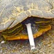 THE SMOKING TURTLE