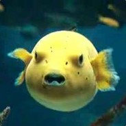 yellow fish ♡ 0