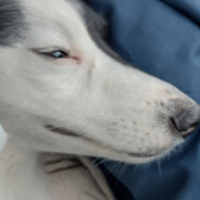 DimA-DoG