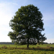 Treebro